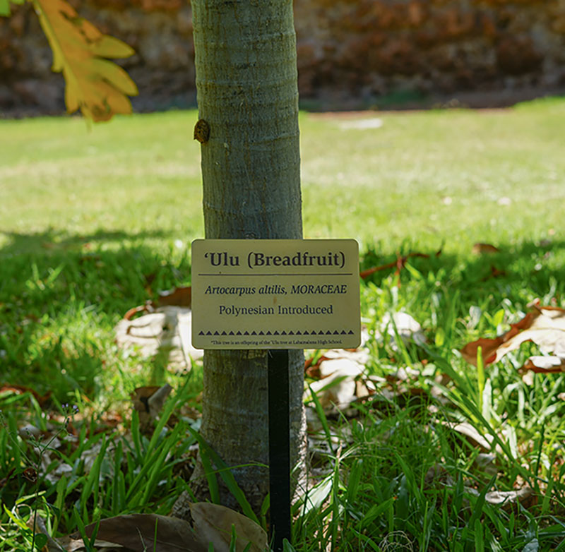 image of Ulu tree that used to grow on the property of the Old Lahaina Prison in Lahaina.